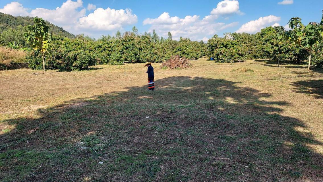 ขายที่ดินและสวนลำไย จังหวัดลำพูน 8