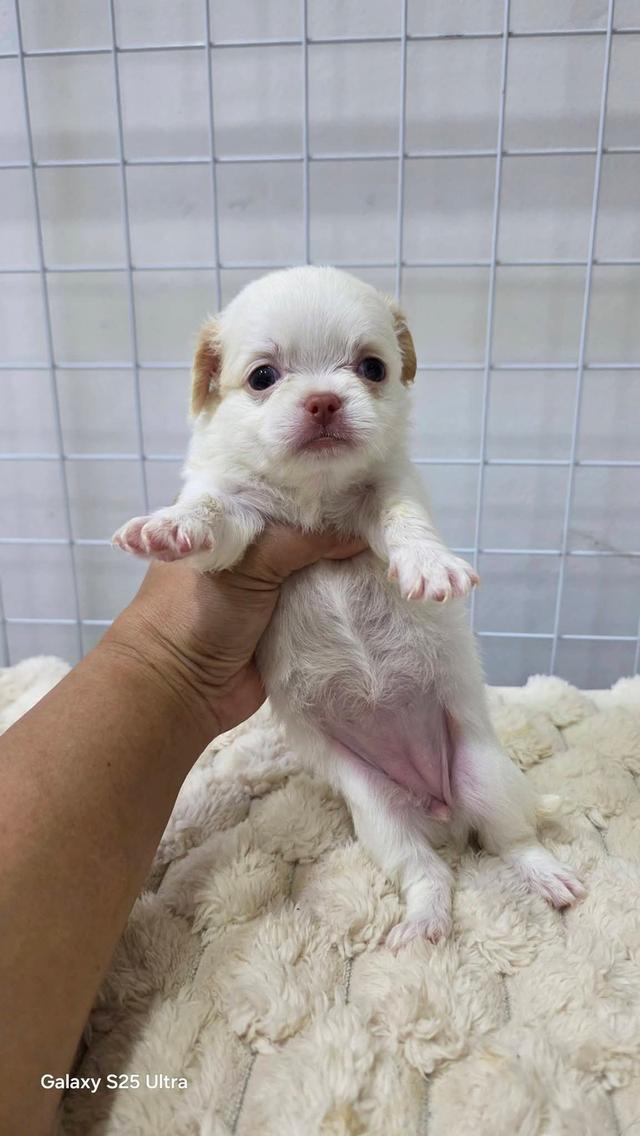 ลูกสุนัขพันธุ์ชิสุผสมชิวาวา
