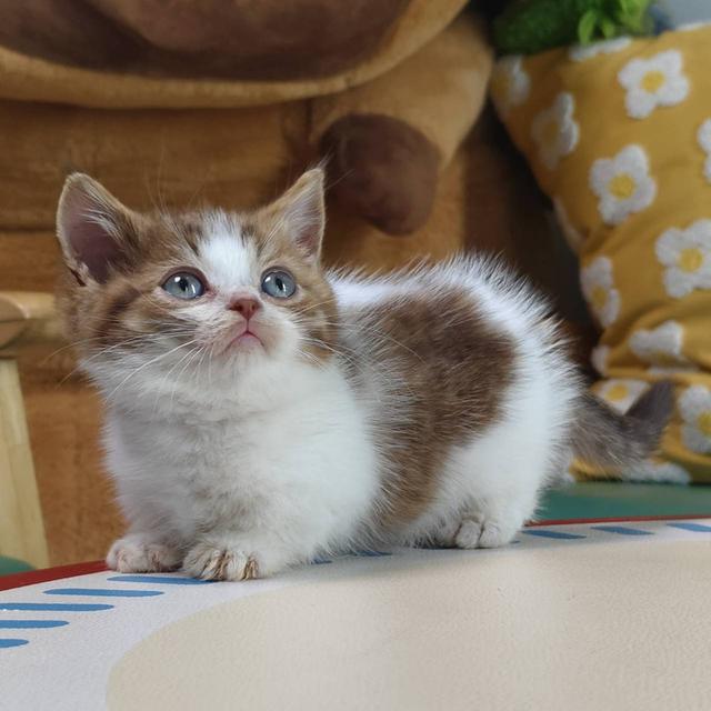 แมวมันช์กิ้น Munchkin short leg Oscat cattery chiangmai รูปที่ 5