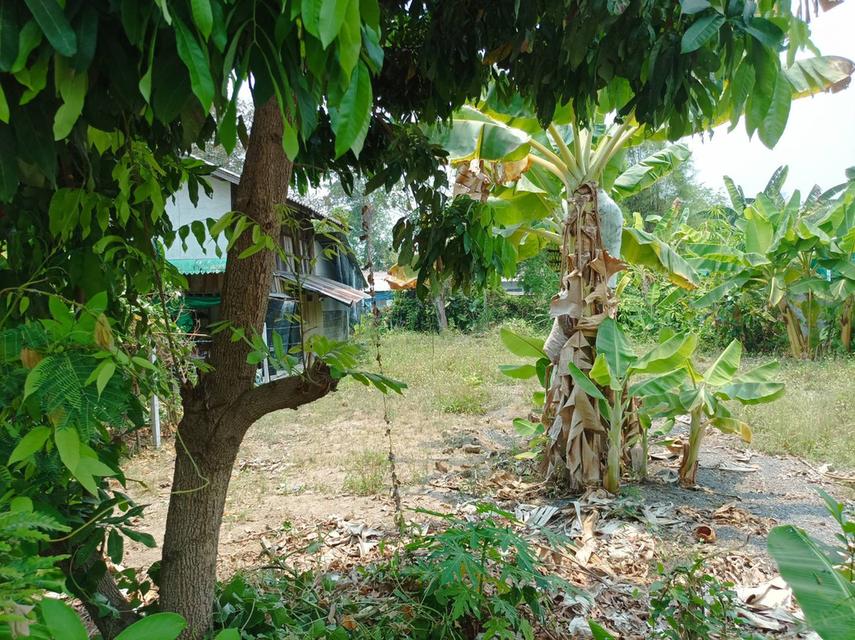 ขายที่ดิน 113ตร.ว. ต.สง่าบ้าน อ.ดอยสะเก็ด จ.เชียงใหม่ 6