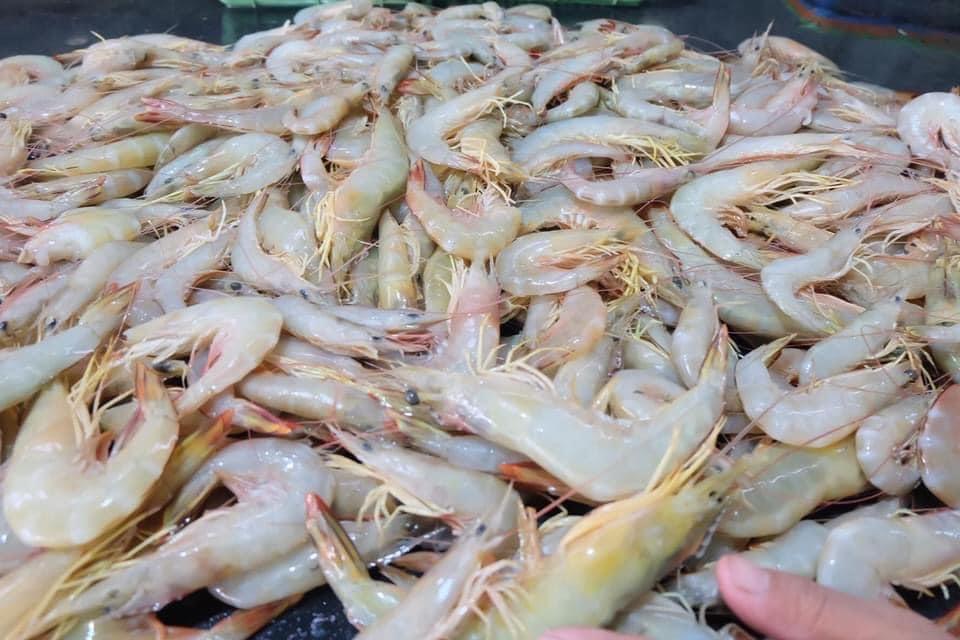 ขายกุ้งแชบ๊วย ไซส์กลาง