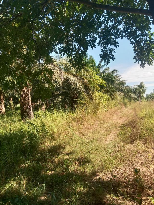ที่ดินพร้อมสวนปาล์ม14ไร่ 8