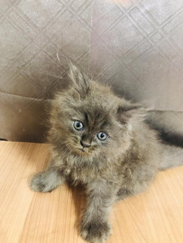 น้องแมวพันธุ์ หิมาลายันผสมชินชิล่า เพศผู้