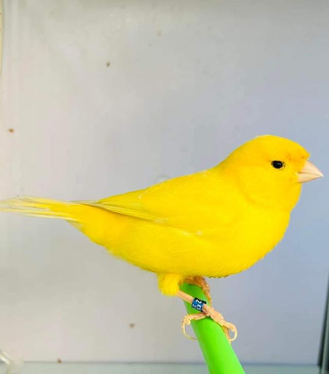คีรีบูนนกสีเหลืองแจ่มๆ 3