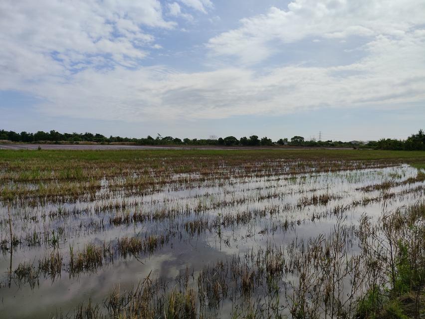 ขายที่ดิน ถนนคลองสิบ-สิบสี่ ซอย7 แขวงคลองสิบ เขตหนองจอก กรุงเทพฯ 11
