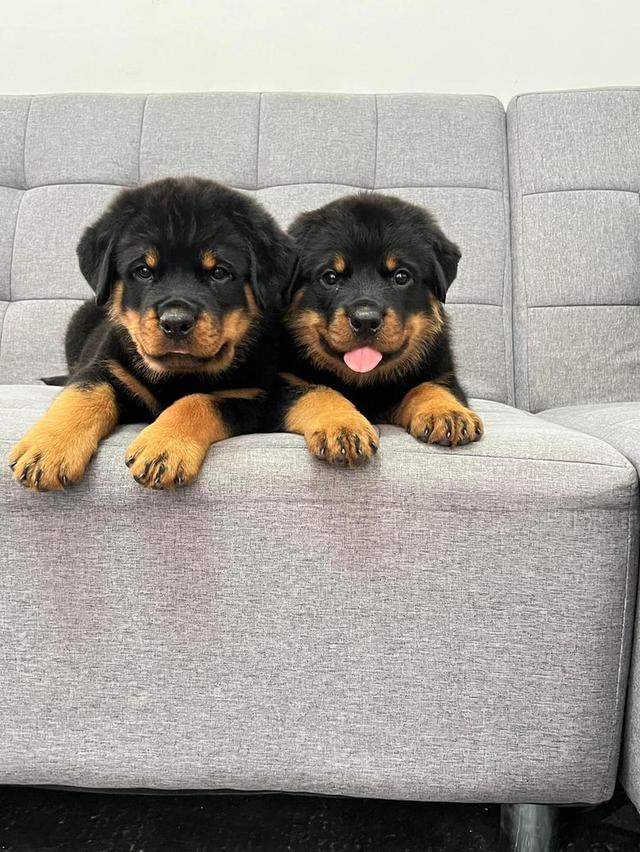 Rottweiler Puppies WhatsApp me : +66 63 826 3042 รูปย่อยที่ 3