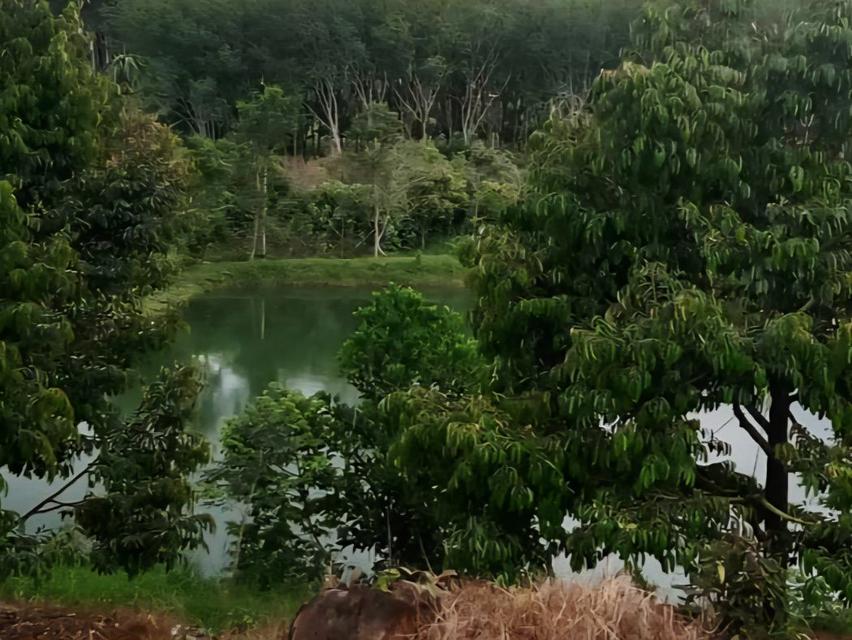 ขาย ที่ดิน สวนทุเรียน 16 ไร่ 1 งาน 40 ตร.วา ให้ผลผลิตแล้ว อ.บ่อไร่ จ.ตราด 6