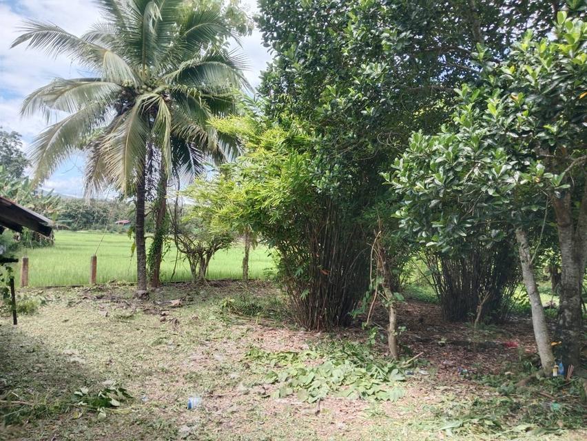 ที่ดิน ตำบลป่าสัก อำเภอวังชิ้น จังหวัดแพร่ 3