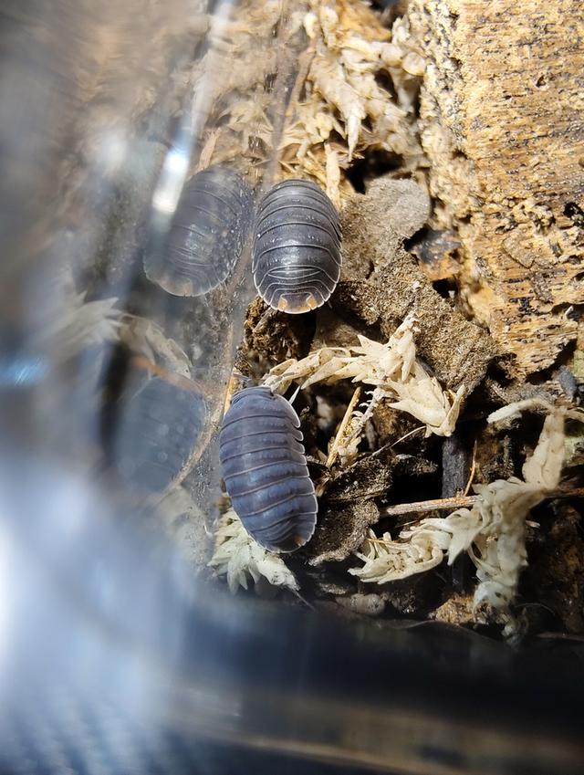 isopod ไอโซพอด Murina Sp. เซ็ต 10 ตัวแถม 5 รูปย่อยที่ 3