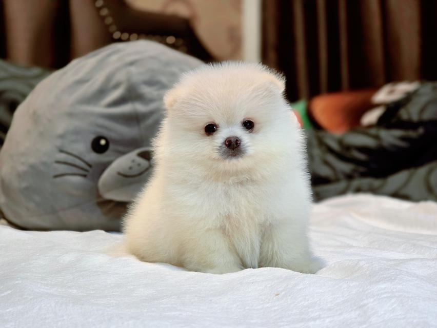 น้องแคสเปอร์ ปอมขาวหนุ่มน้อยน่ารักพร้อมย้ายบ้านมีจัดส่งเก็บปลายทาง 2