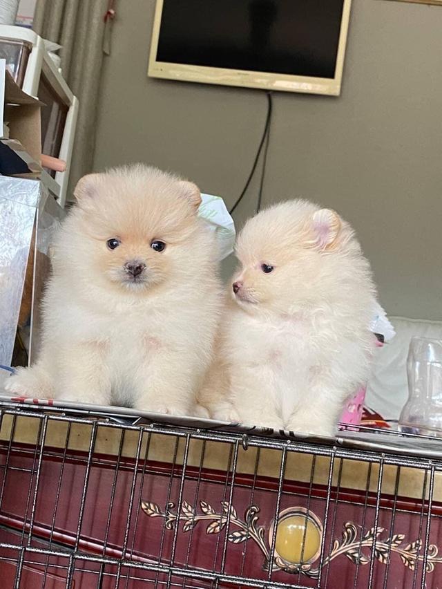 ลูกปอมแท้ มีบริการจัดส่งทั่วประเทศ รูปที่ 5