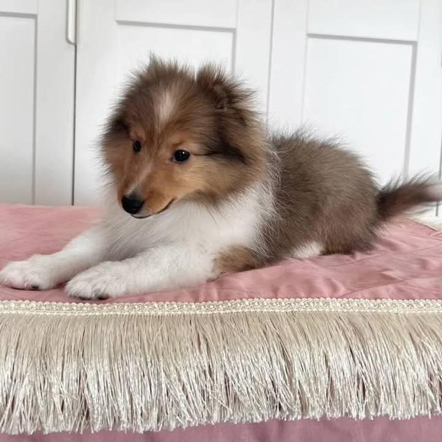 ขาย Shetland Sheepdog แท้ 3