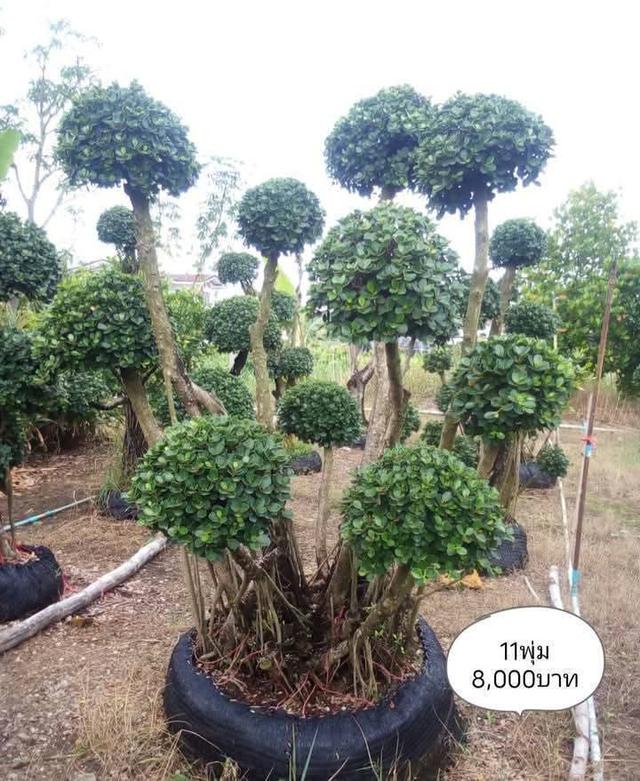 ไทรต่อยอดช้อนเงินช้อนทอง