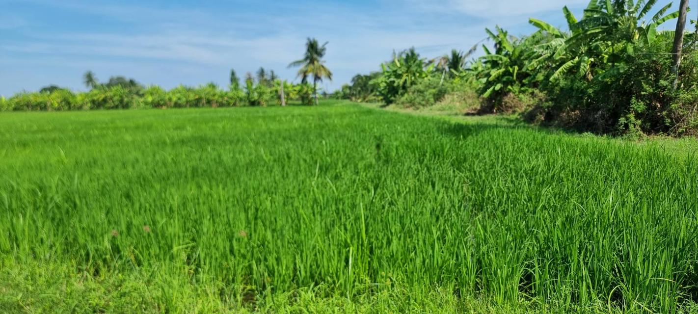 💎 [โอกาสทอง] ขายที่ดินลาดกระบัง-ทับยาว 2 ไร่ (แบ่งขายได้) 7