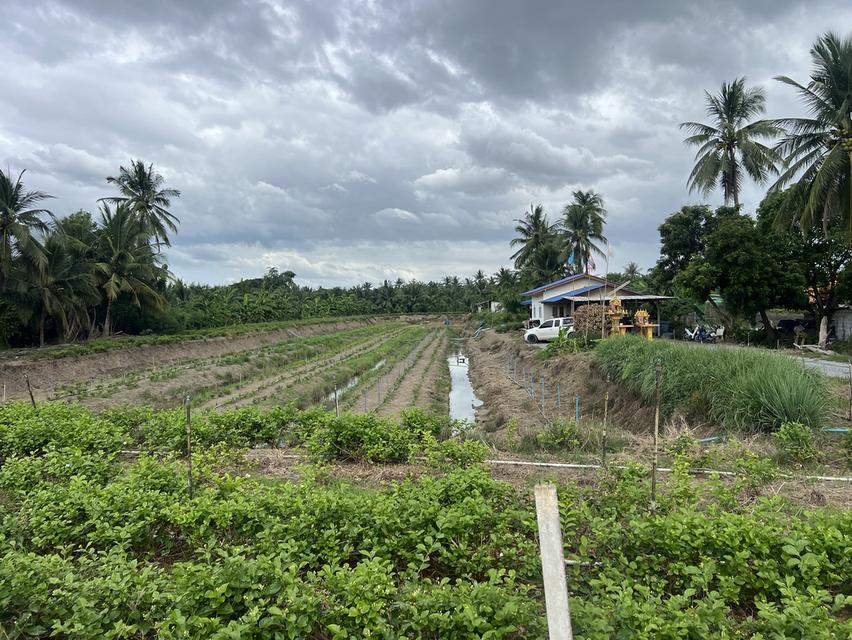 ขายที่ดิน 4 ไร่ นครชัยศรี 4