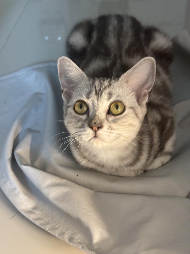 แมว อเมริกัน ช็อตแฮร์ รูปที่ 6