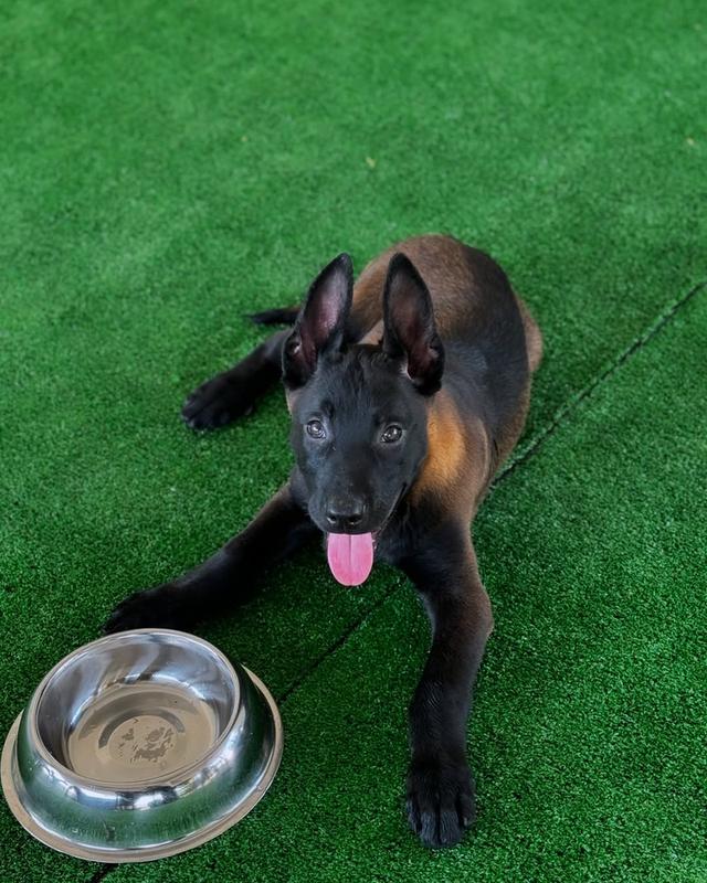 Belgian malinois puppies  WhatsApp me : +66 63 826 3042