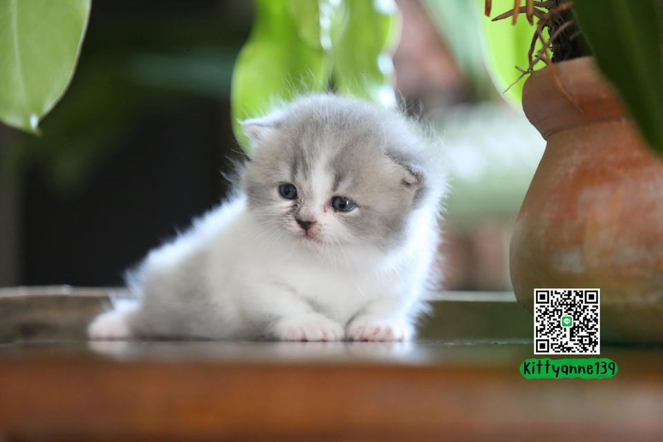 แมวเปอร์เซียผสมบริติช รูปที่ 7