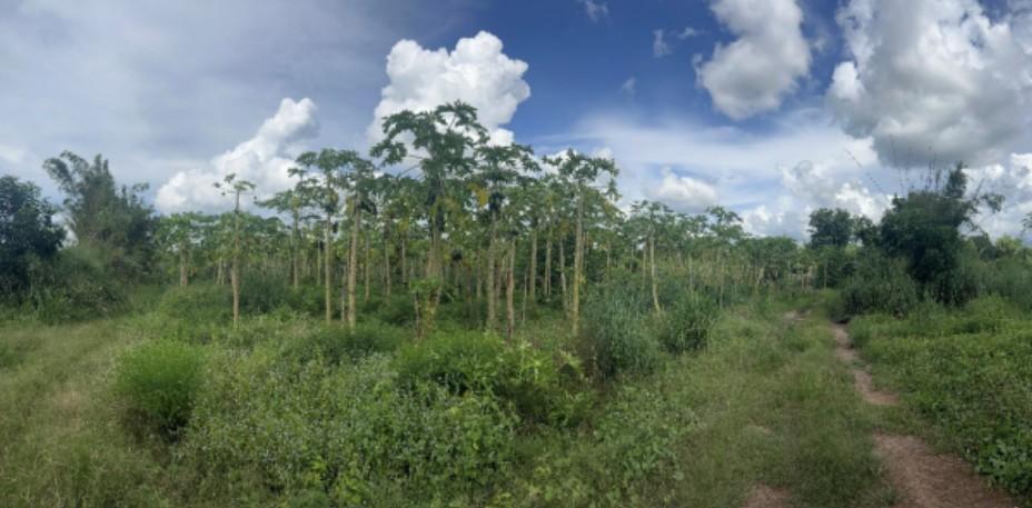 ขายที่ดินทำเลทองแปลงใหญ่ ศรีมหาโพธิ จ.ปราจีนบุรี ติดถนนใหญ่ ใกล้สำนักงานเทศบาลตำบลกรอกสมบูรณ์ 6