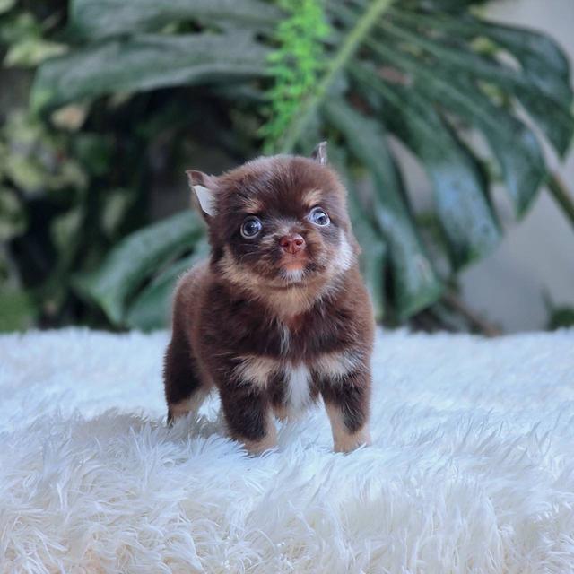 ชิวาวาแท้ขนยาว สีช็อค เพศผู้ 3