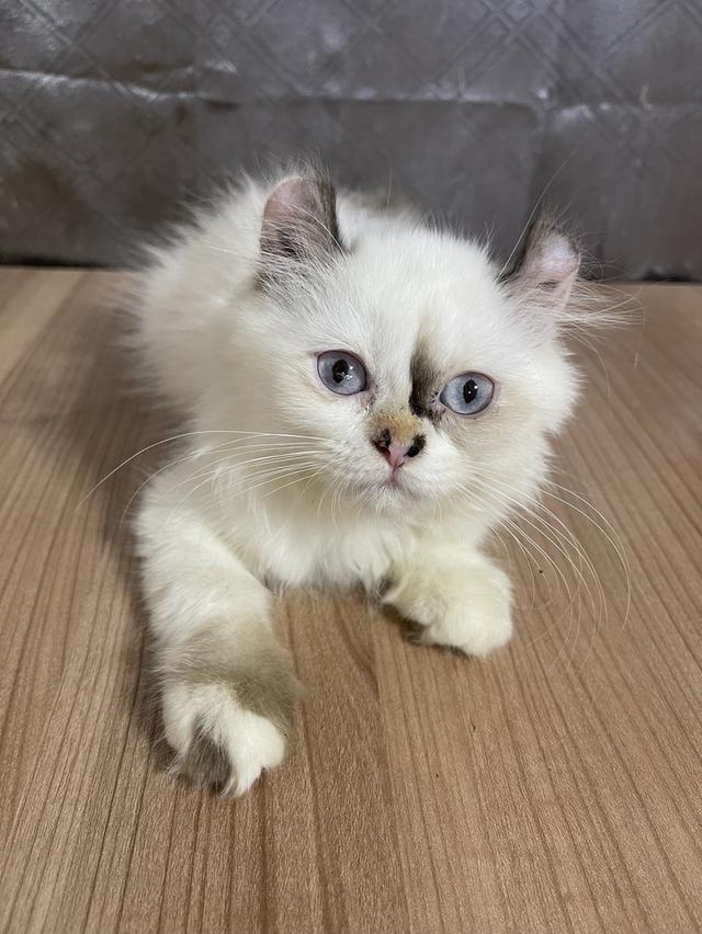 คนขายเลี้ยงเองครับ น้องแมวพันธุ์ อเมริกันเคิร์ลผสมหิมาลายัน เพศหญิง หูบิน ( ตาสีฟ้า )