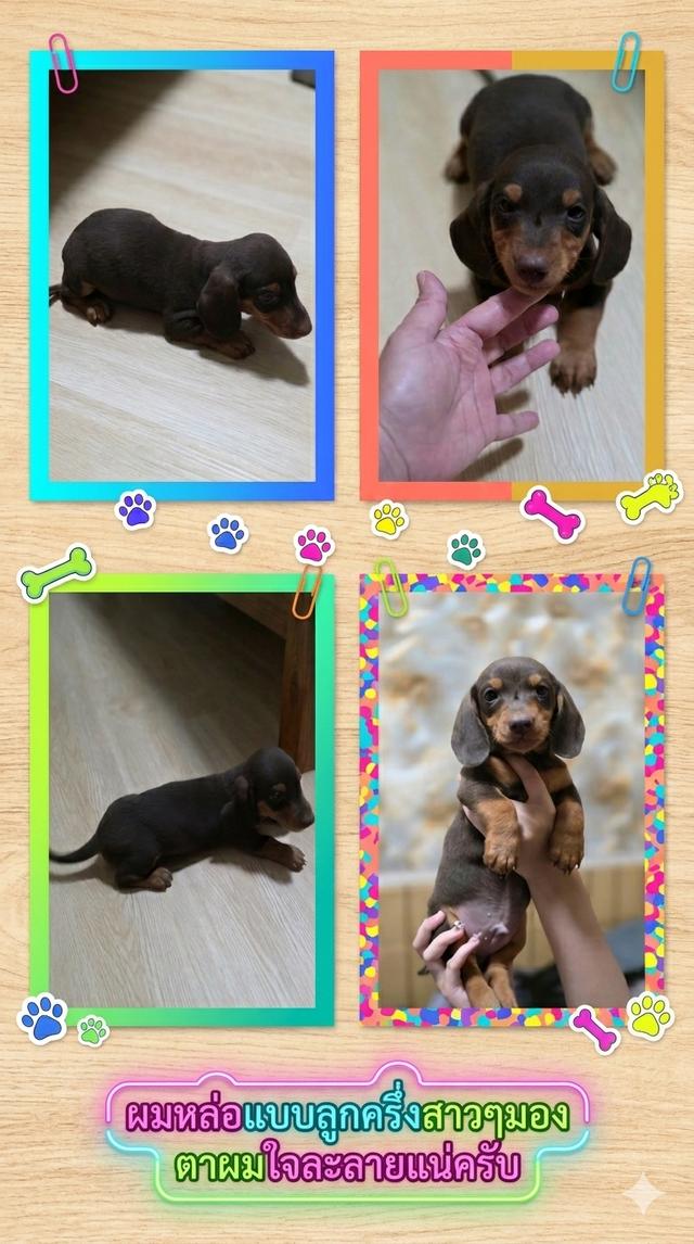 สุนัขสายพันธุ์ดัชชุน รูปที่ 3