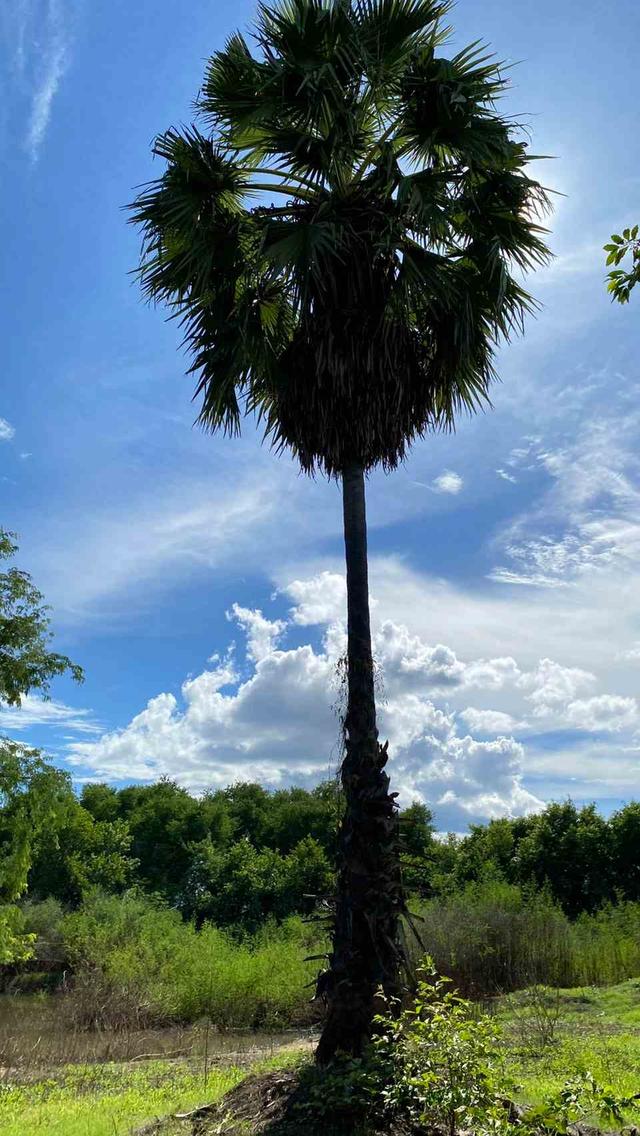 ขายที่ดินเปล่า ทำเลดี  ต.หนองกุ่ม อ.บ่อพลอย จ.กาญจนบุรี 4