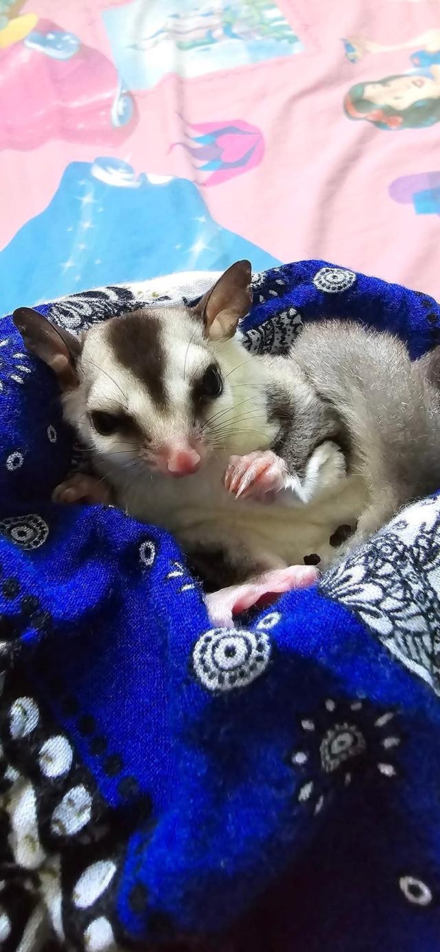 Sugar Glider พร้อมย้ายบ้าน