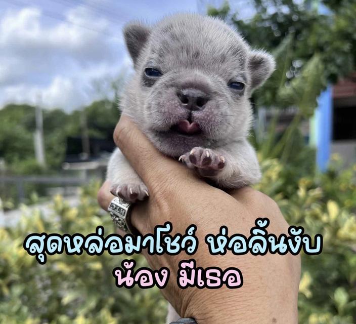 เฟรนช์บลูด็อก ไลแลคเมอร์แทน ไลแลคแทน