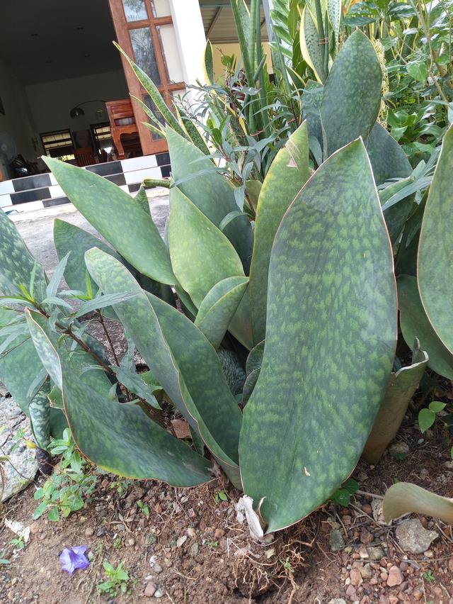 ครีบปลาวาฬไ้ฟอกอากาศ รูปย่อยที่ 2