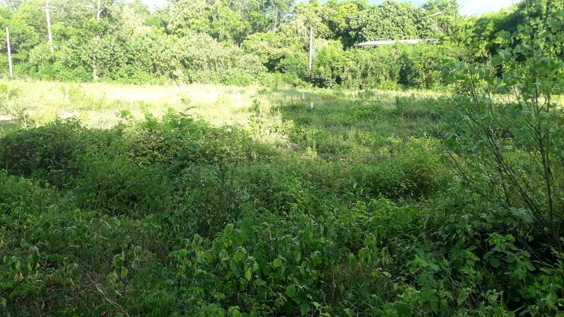 ที่ดิน 2ไร่ 43ตรว. จ.กาญจนบุรี 6