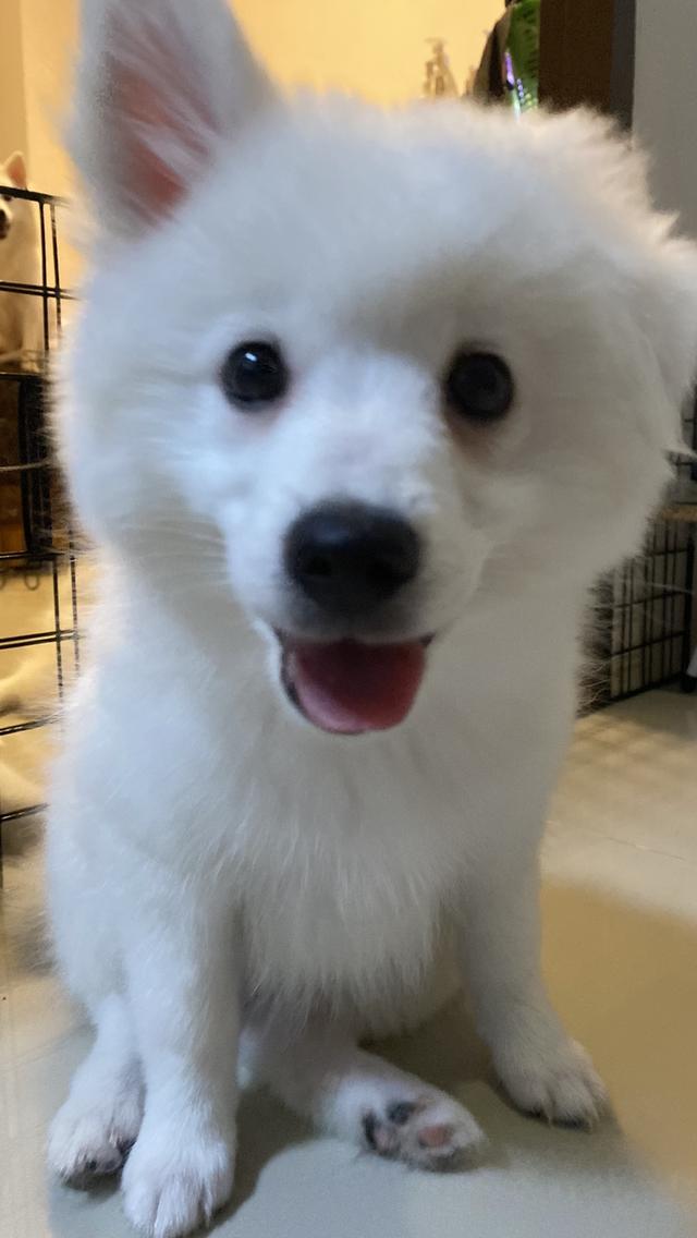 Japanese Spitz  7