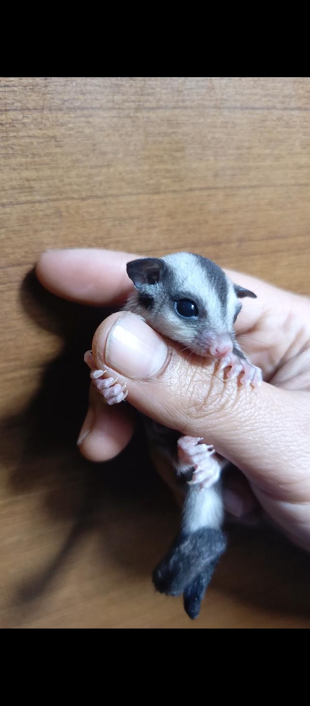 ชูก้าไรเดอร์ กระรอกบินได้ รูปย่อยที่ 4