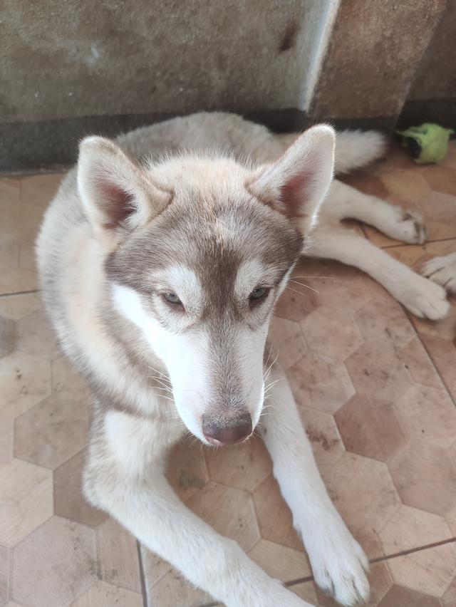 ไซบีเรียนเพศผู้เพศเมียอายุ4เดือน 3