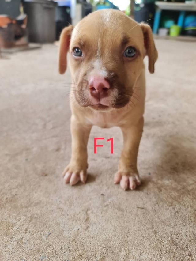 ลูกสุนัขพันธุ์พิทบูล