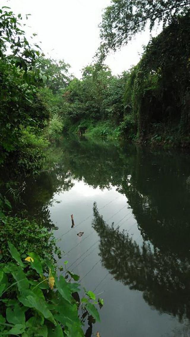 Land surrounded River very Natural and Greenery 5