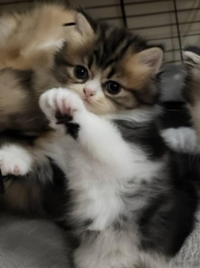 ❌ติดจอง  ลูกแมวเปอร์เซีย 4