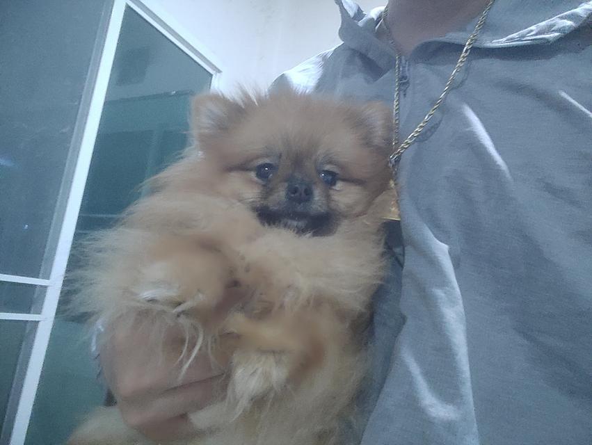 ด่วน!!!ขายลูกปอม 11 เดือนสายเลือดดีมาก ราคา 16,000 