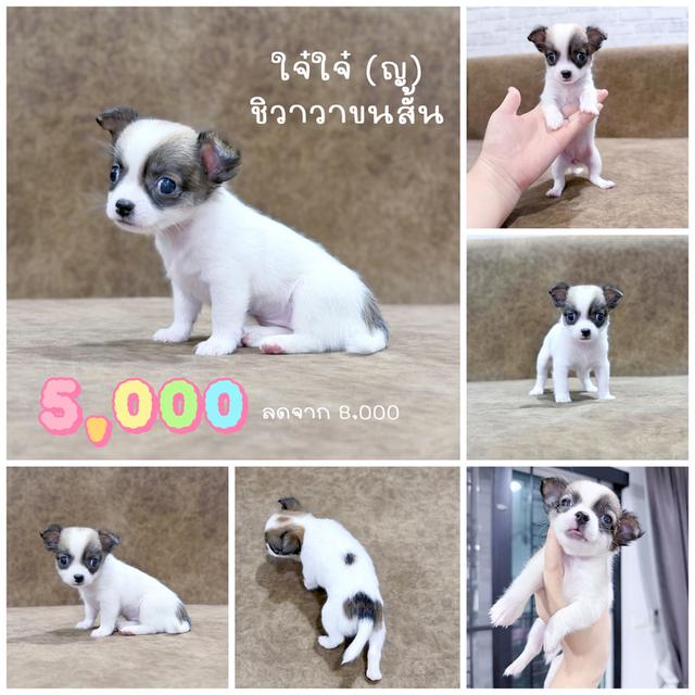 ชิวาวาพันธุ์แท้ไซส์ทีคัพ รูปที่ 4