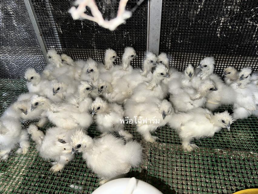 ไก่ซิลกี้ Silkie