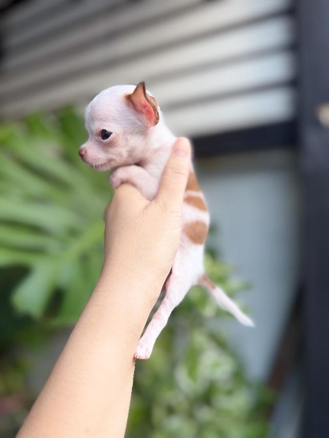 ชิวาวาแท้ ขนสั้นทีคัพ เพศผู้ 8