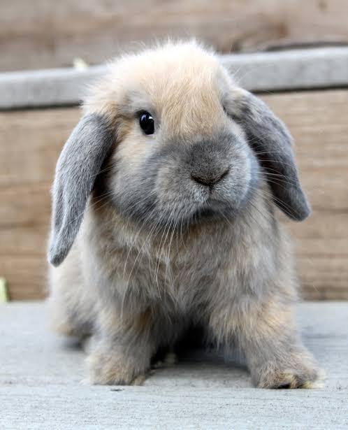 French Lop 1
