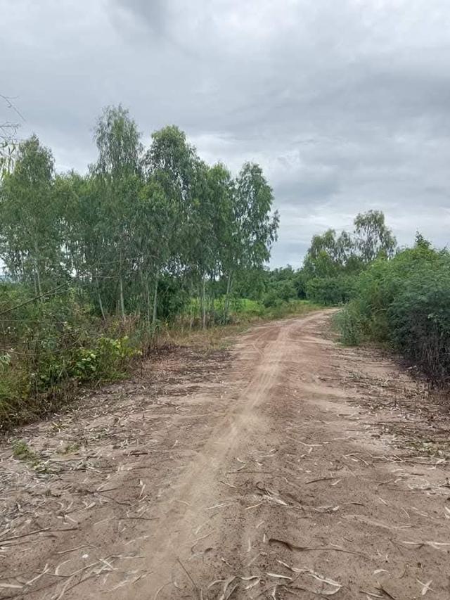 ที่ดินเกษตรกร ที่นา ที่ดิน อสังหาริมทรัพย์ 8