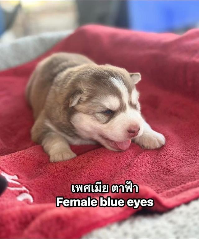 อัปเดตเด็กเข้าใหม่ เริ่มต้น5000 รูปที่ 4