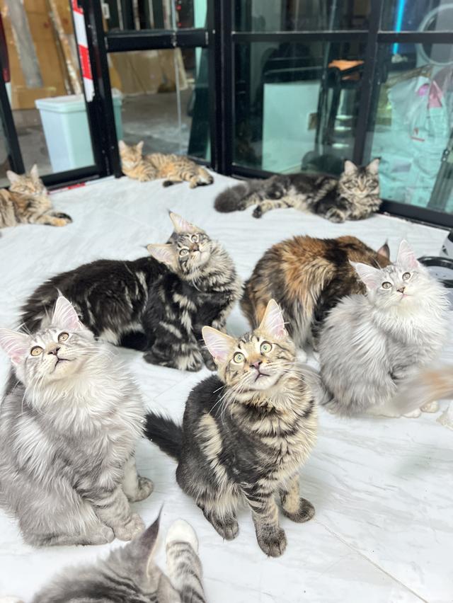 ขนส่งฟรีแบบVip🌟ลูกแมวMainecoon(เมนคูน) 4 เดือน เมนคูนแท้💯% ฟอร์มใหญ่ พ่อ-แม่มีใบรับรองสายพันธุ์ 1