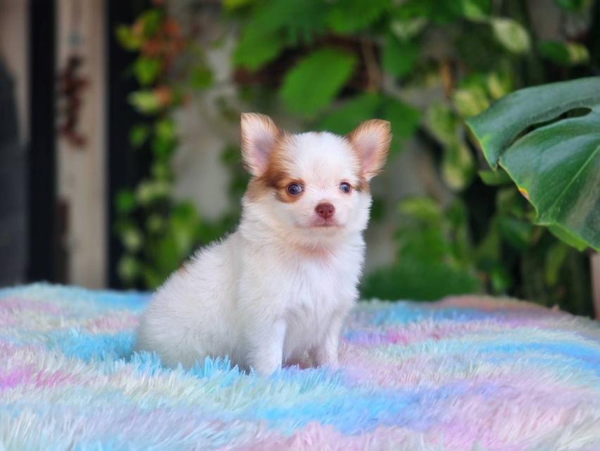 ชิวาวาผสมปอม เพศผู้ พิกัดรามอินทรา 2