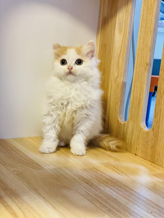 สก็อตติชโฟลด์ 4