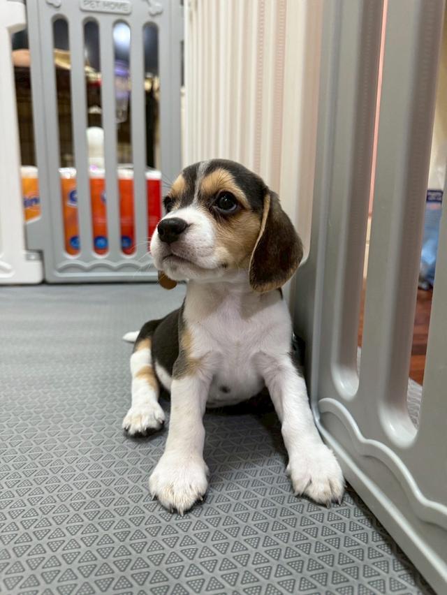 บีเกิ้ล (Beagle) 11