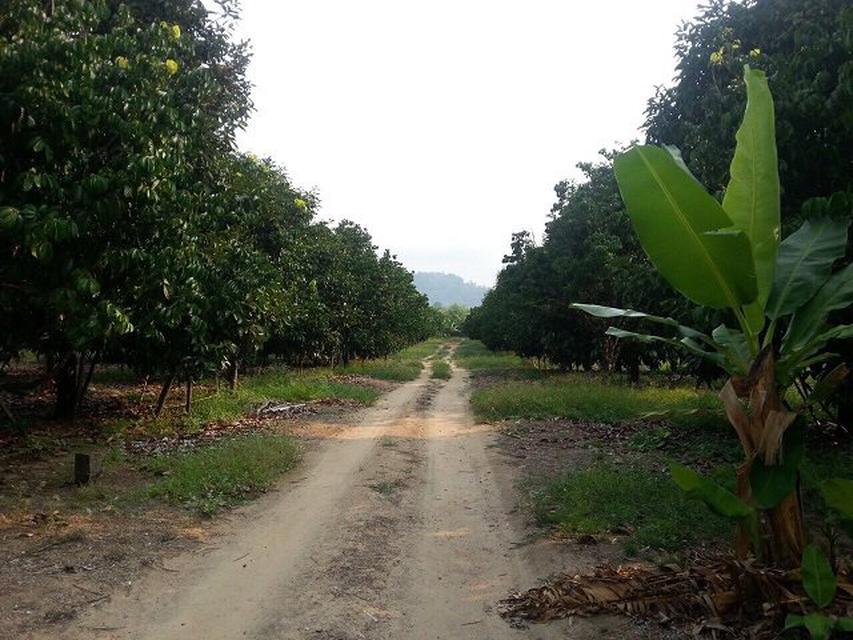 ขายที่ดิน สวนผลไม้ เนื้อที่ 33 ไร่ ติดถนนดำ พร้อมบ้าน 1 หลัง อำเภอมะขาม จันทบุรี 3