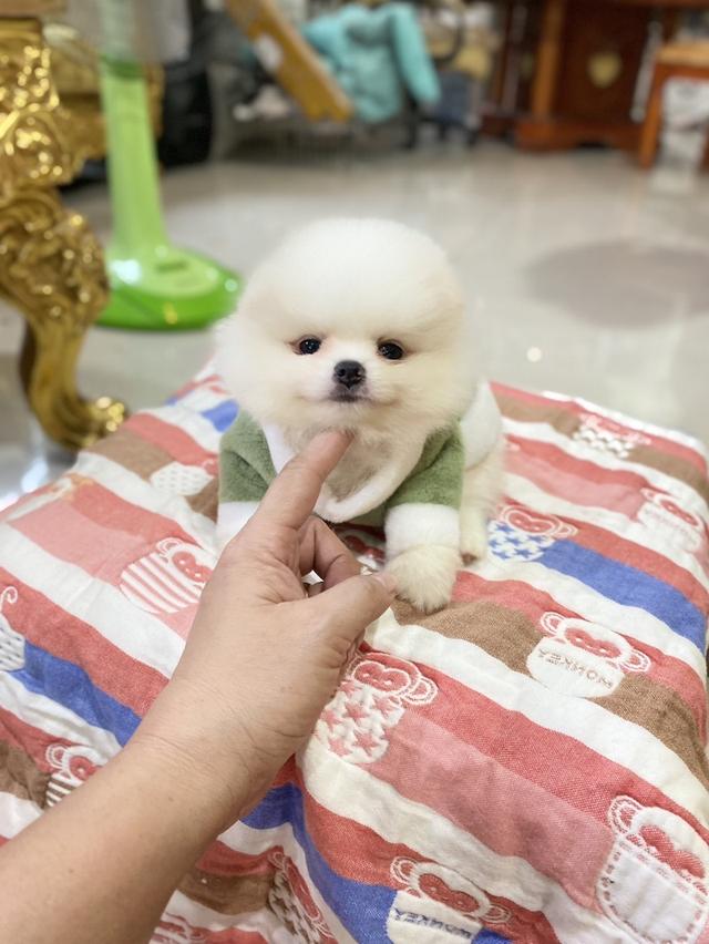 ลูกปอทแท้ เตี้ยสั้นหมี จิ๋วๆ มินิ  2